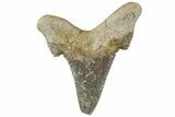 Serrated Sokolovi (Auriculatus) Shark Tooth - Dakhla, Morocco #312639-1